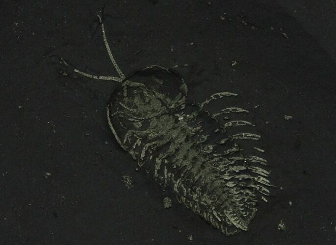 Pyritized Triarthrus Trilobite With Appendages - New York #129111